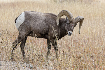Obraz premium Colorado Rocky Mountain Bighorn Sheep. Bighorn Ram in a field of tall grass.
