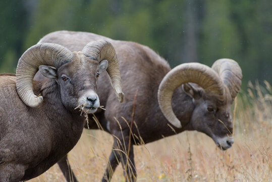 Colorado Rocky Mountain Bighorn Sheep