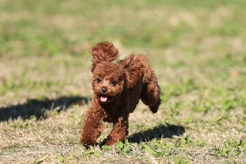 Fototapeta premium トイプードル