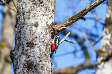 Beautiful Woodpecker perched on a tree trunk