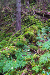 Old stone wall covered with green moss and fern plants