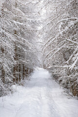 Idyllic Larch trees woodland with a nature path