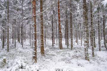 Snowy spruce forest in winter