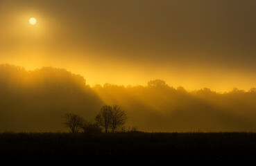 sunrise in the forest (Valcea - Romania 2021)