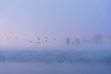 seagulls dancing in the fog (Valcea - Romania 2021)