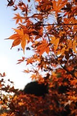 紅葉と日本の秋・秋イメージ