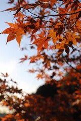Fototapeta na wymiar 紅葉と日本の秋・秋イメージ