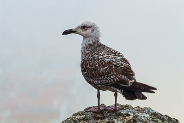 Seagull leaning on a cliff rock