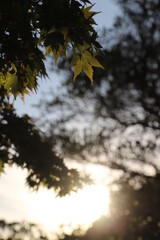 紅葉と日本の秋・秋イメージ