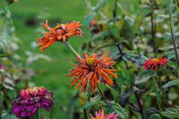 Zinnia flower garden at the end of the season. Dried, dying flower heads. Outdoors, grass, petals, flowers.