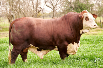 Bull Standing in Prairie Pasture