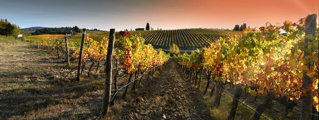 splendid vineyards in the Chianti Classico region are colored under the light of the sunset during the autumn season. Greve in Chianti, Italy. - obrazy, fototapety, plakaty