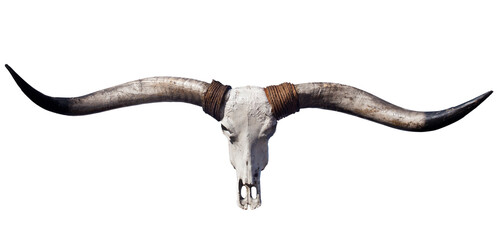 View of a Buffalo skull with long horns isolated on white - 465969467