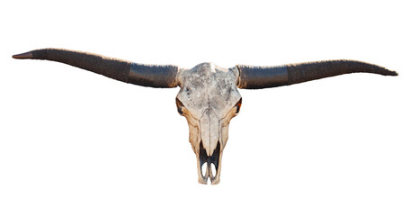 View of a Buffalo skull with long horns isolated on white - 465969469