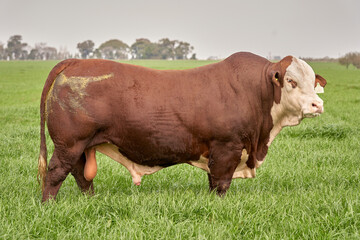Portrait of beef cattle at natural farm. Agribusiness - Close Bradford Cattle, in natural pasture,...