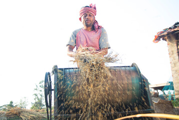 Obraz premium Indian farmer harvesting the rice crop, separating the grain from the stalk with a thrashing machine