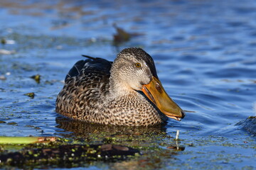 Female Northern Shoveler duck floating on water