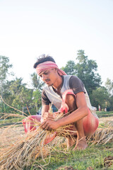 Indian Farmer Working in the Rice Field Located in Rural India