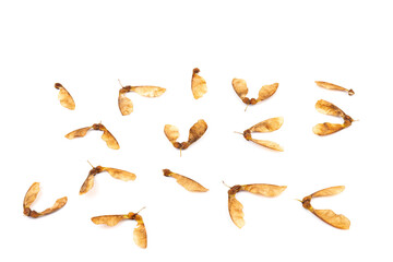 Ripe seeds of Amur maple, Acer ginnala, isolated on white background