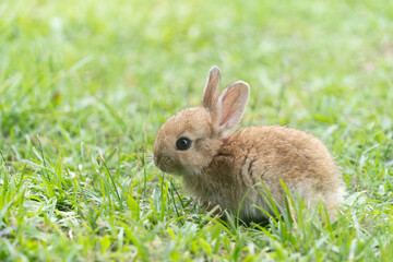 A cute baby rabbit was running and biting the grass in the yard. Rabbits are small animals that people are popular to bring as pets.