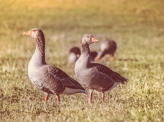 Gänse