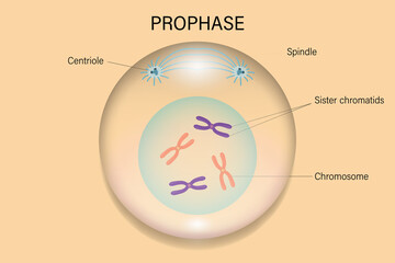 Prophase. Cell division. Cell cycle.