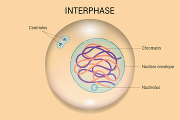 Interphase. Cell division. Cell cycle.