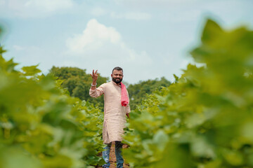 Young indian farmer standing in cotton agriculture field.