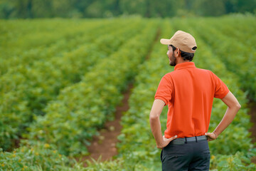 Fototapeta premium Young indian agronomist or officer standing at agriculture field.