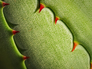 Close up of agave leaf