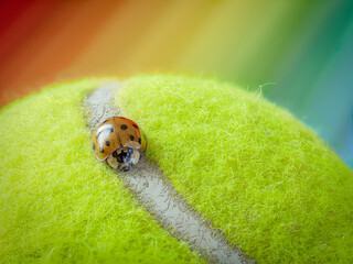 Macro photo of a ladybug strolling through a path