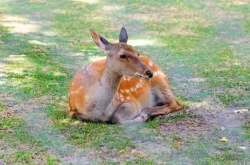 A female sika deer lies on the green grass