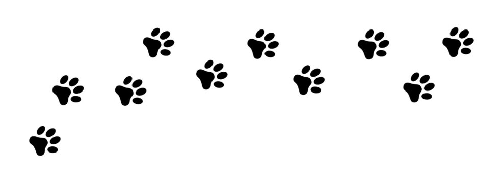 Paw print foot trail. Dog, cat paw print. Vector