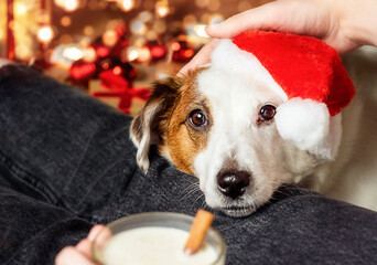 Portrait of a dog in a Santa hat. Concept of Christmas.