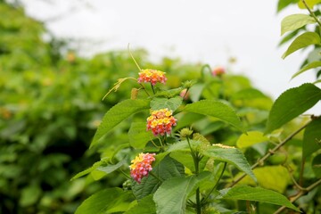 Commonly found flower in India (jungle)