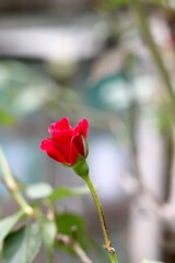 Red rose Bud - Image