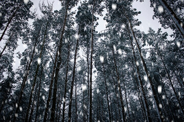 Pine trees in the winter forest. Winter landscape with falling snow. Bottom view.