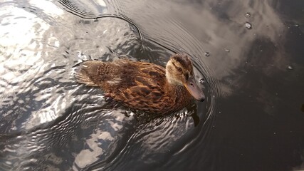 Ente im Wasser