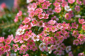 Geraldton wax flower