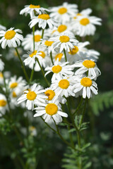 Fototapeta premium Corymb-flower tansy