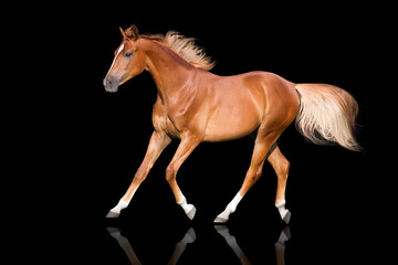 Red horse with blond mane run trot isolated on black background