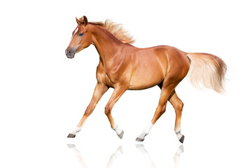 Red horse with blond mane run trot isolated on white background