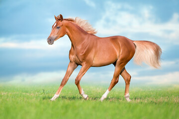 Red horse trotting on green grass field against blue sky
