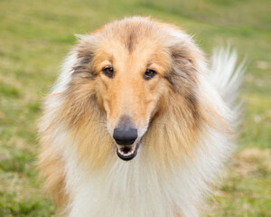 Ritratto di collie