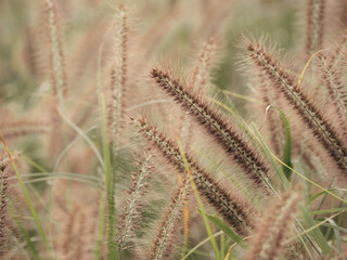 穂を付けた野原の草木