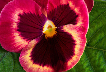 Beautiful tiny tricolored violas ( Heartsease or Johnny Jump Ups).