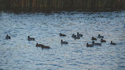 herd of wild ducks in slightly wavy river water.