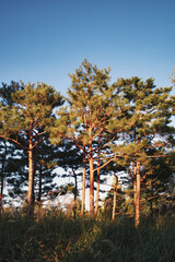 Fototapeta premium 소나무