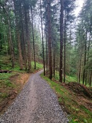 Fototapeta premium wald