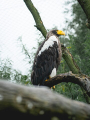 Bald Eagle sitting on a tree in the Zoo in The Netherlands, Diergaarde Blijdorp Rotterdam